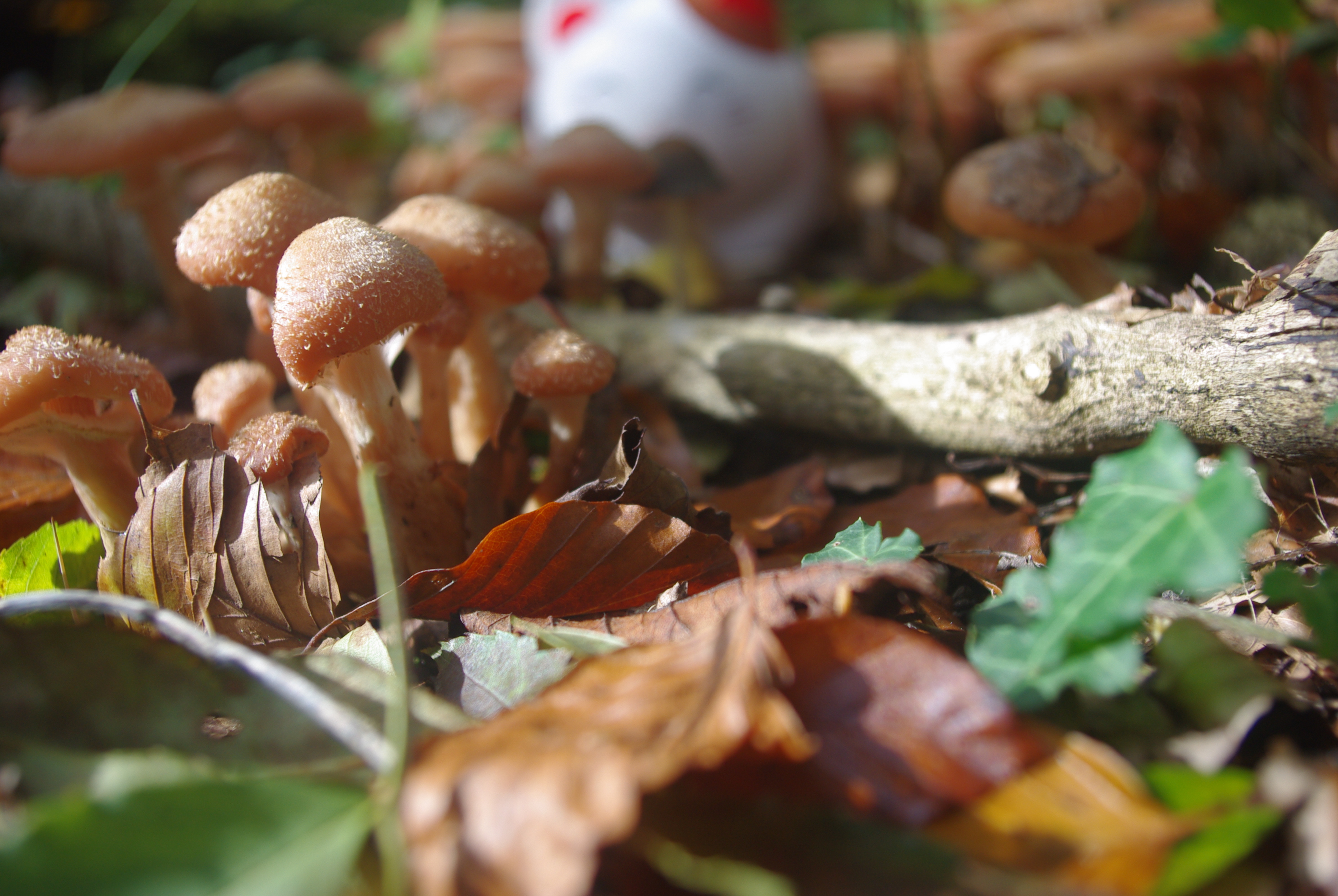 Pilze sammeln im Baldegg
